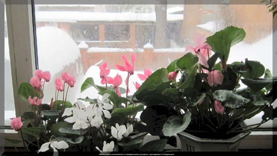 ������� ������ ������� ��������: ���� �� ������������, �������� � �����������