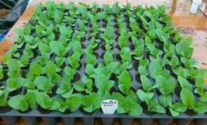 ��� ��������� �������: ������� ������� ����� � ����� �� ��������