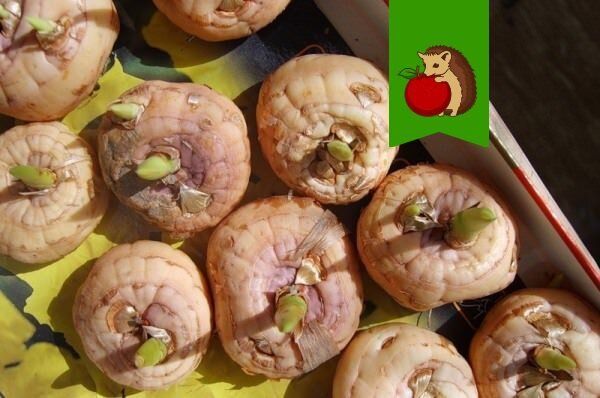 ����������� ������� �������� ������� �����������