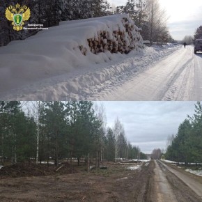По результатам вмешательства прокуратуры в Лежневском районе пресечено незаконное складирование древесины