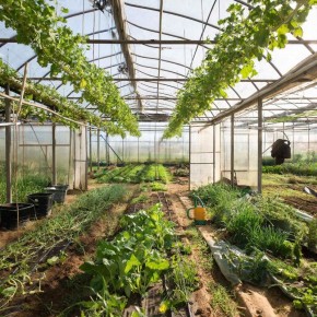 Нежный весенний микроклимат теплицы: природные способы обогрева