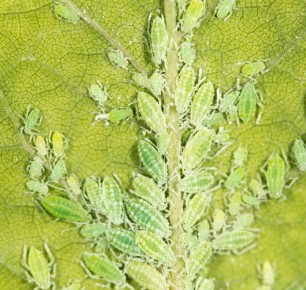 эффективные методы борьбы с тлей на перце, которые действительно работают