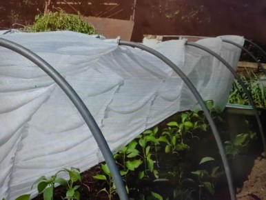 Ночные похолодания угрожают урожаю на юге России: как защитить теплолюбивые культуры