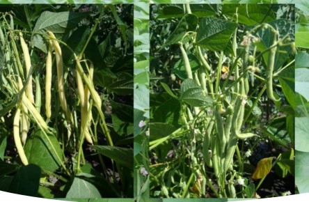 ��������� ������: ������ �� �����������, ����� � ����� ������