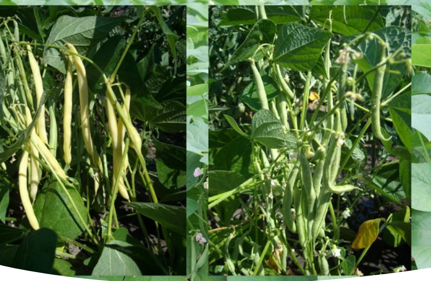 Спаржевая фасоль: советы по выращиванию, уходу и сбору урожая