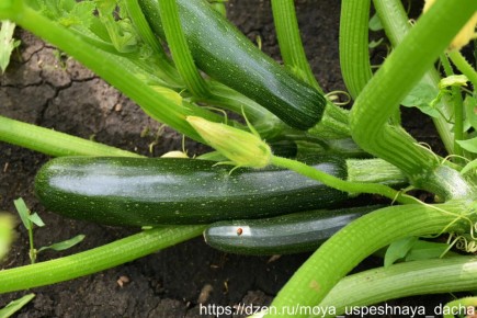 ������� ��������: ��� �������� ������ �������� � �������