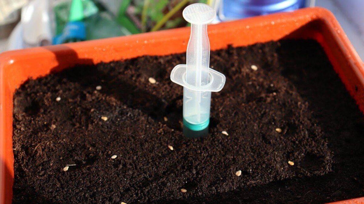 Ошибки при посеве семян: как избежать их и вырастить здоровую рассаду