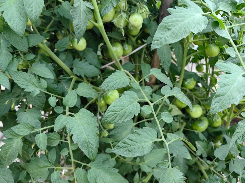 ��� ������������ ������ ������� ������� �������: ������� ������