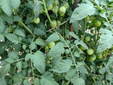 ��� ������������ ������ ������� ������� �������: ������� ������