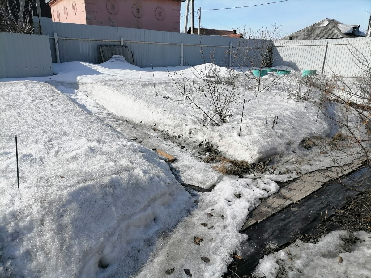 Как правильно ухаживать за озимым чесноком в апреле: советы и рекомендации