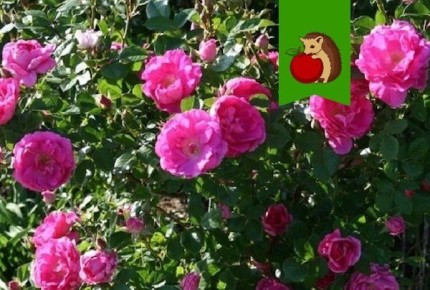 ��� ������ �������� �������� �����: �������� ������ � �����