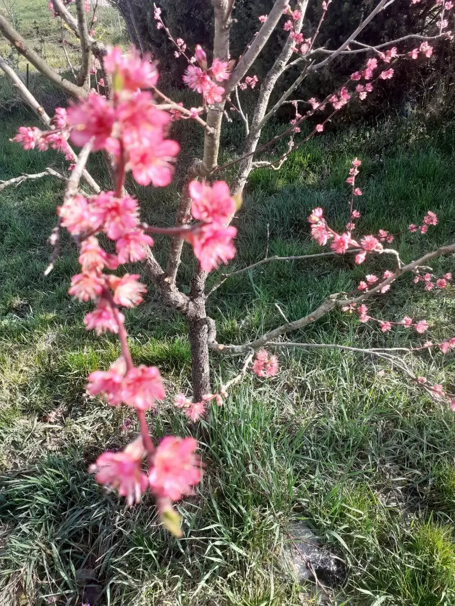 Бактериальный ожог деревьев: как распознать и вылечить опасное заболевание