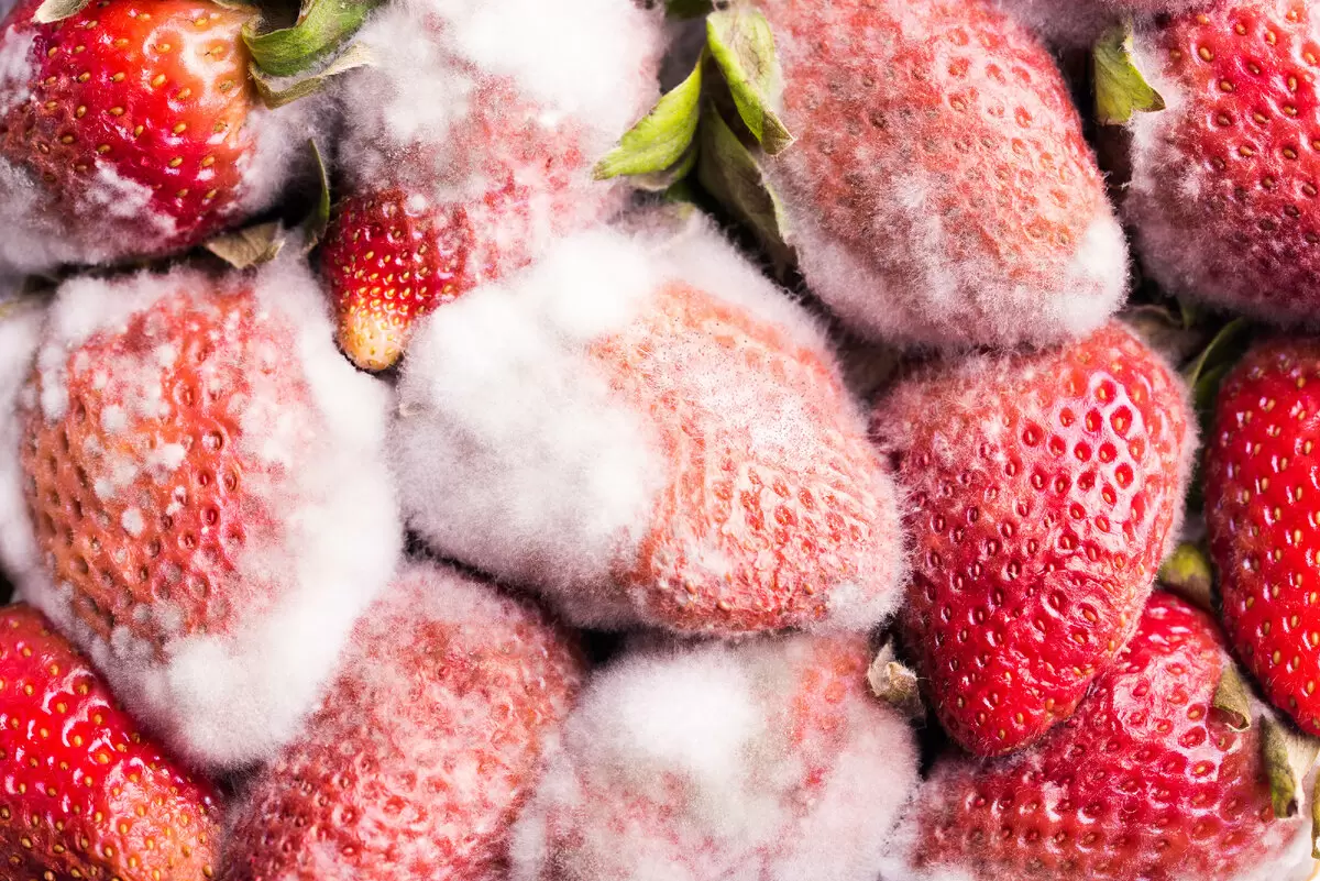 Плесень на продуктах: когда это опасно, а когда – деликатес?