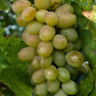 �������� ��������������: �������� ���������� ������������� � ������� �����������