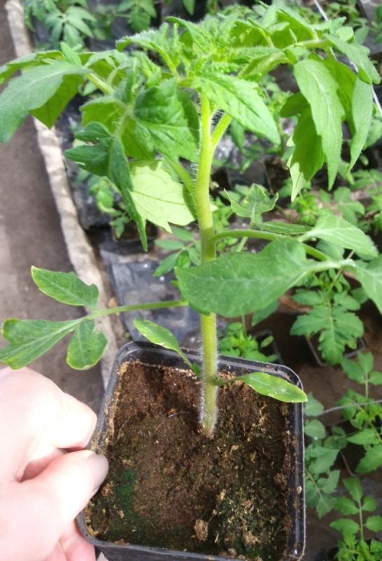 ��� ��������� ������ � �������: ��� ������������� ��������� ������ �� ����������