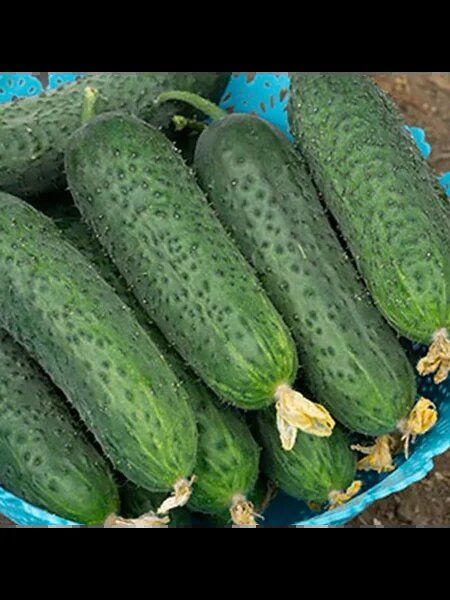 ������ �������: ��������� ����� ��� ������ �������