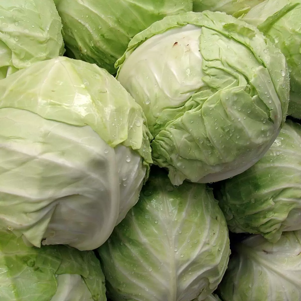 Как правильно удобрять капусту для богатого урожая: советы специалистов