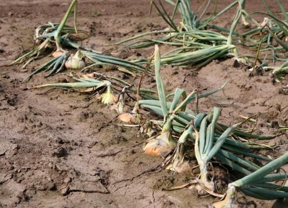 ����� ��� �������: ��� ���������� � ��������� � ��������� ������