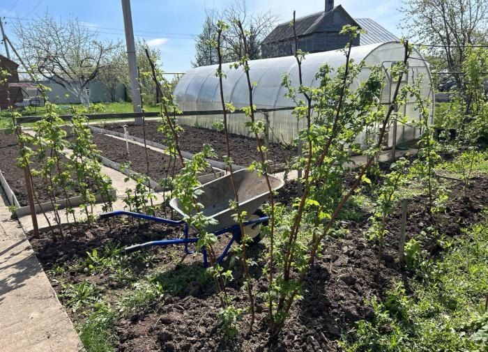 ��� ���������� �������� ��������� �������� ����� � �������� �����������