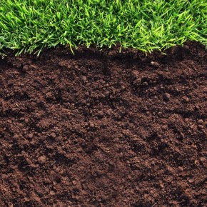 Как определить кислотность почвы с помощью растений