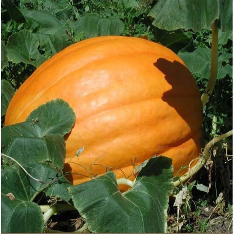 ������� � �������: ����� ������� ����� ����� ��� ��������