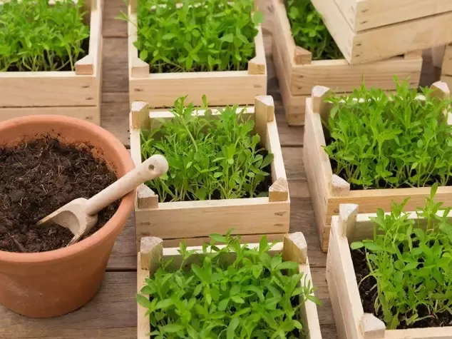 Как выбрать идеальный грунт для рассады: три ошибки и их решения