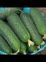 Огурец Абсолют: идеальный выбор для вашего огорода