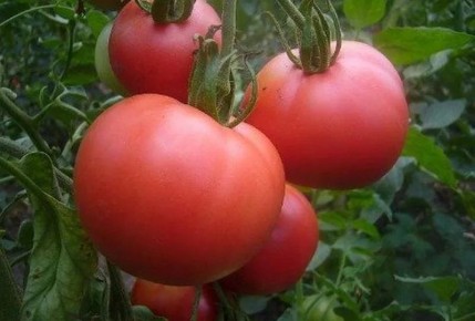 ��� ������ ������ ����������� �������: ���� ����������� ������ ��� ���������� ������