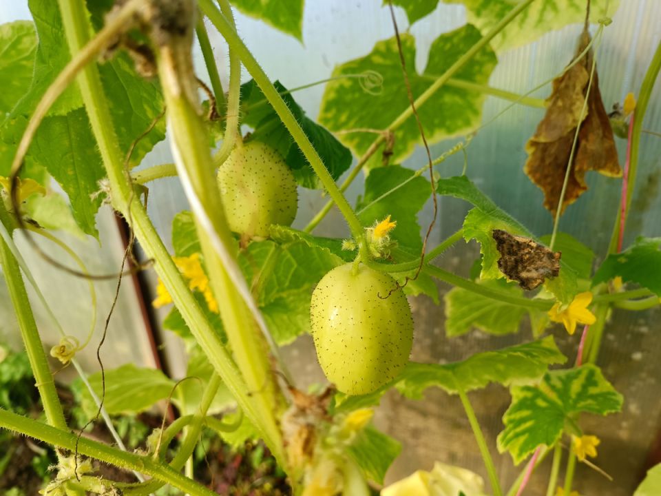 ��� �������� ������ ������� � �������