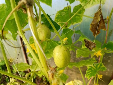 ��� �������� ������ ������� � �������