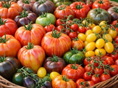 Томат с ароматом попкорна: новая эра в селекции овощей