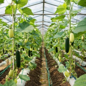 Огурцы на своей грядке: как получить хрустящий и ароматный урожай