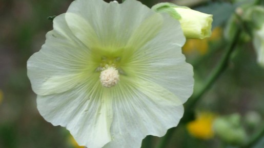 ����-���� �� �����: ��� ��������� ��������� ������� �� ����� �������