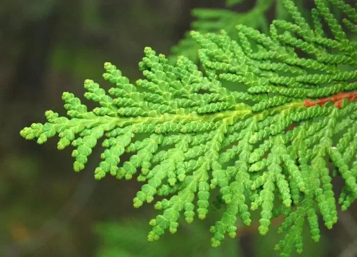 Идеальная живая изгородь: как ухаживать за туями для создания зелёного оазиса