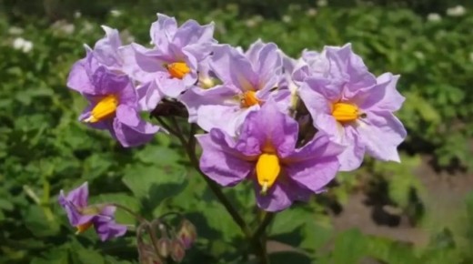 ��� ��������� ��������� �� �������� ���������� ��� �������� ������