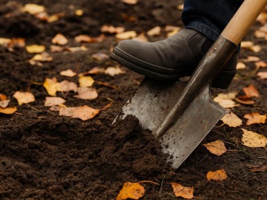 Осень в саду: когда и как сажать, чтобы получить богатый урожай