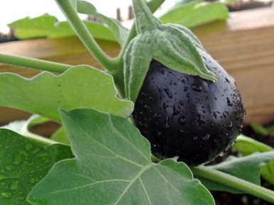 ��� ��������� ��������� ��� ������ ������: ������� ���������