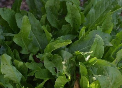 ����������� ������ ������ ����������� ������ �� ���������� � ��������� ������