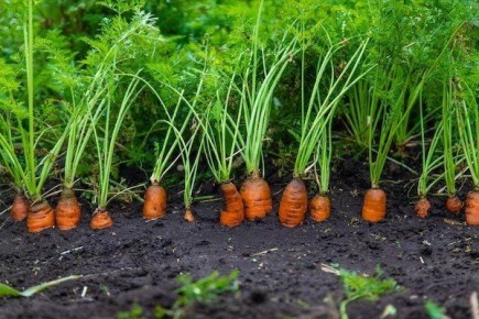 ���� ������� ���� �����: ����� ����������� � ����, ������� ��������