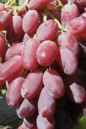 �������� �������: ��������� ����� ��� ������� ����� � �������� �������