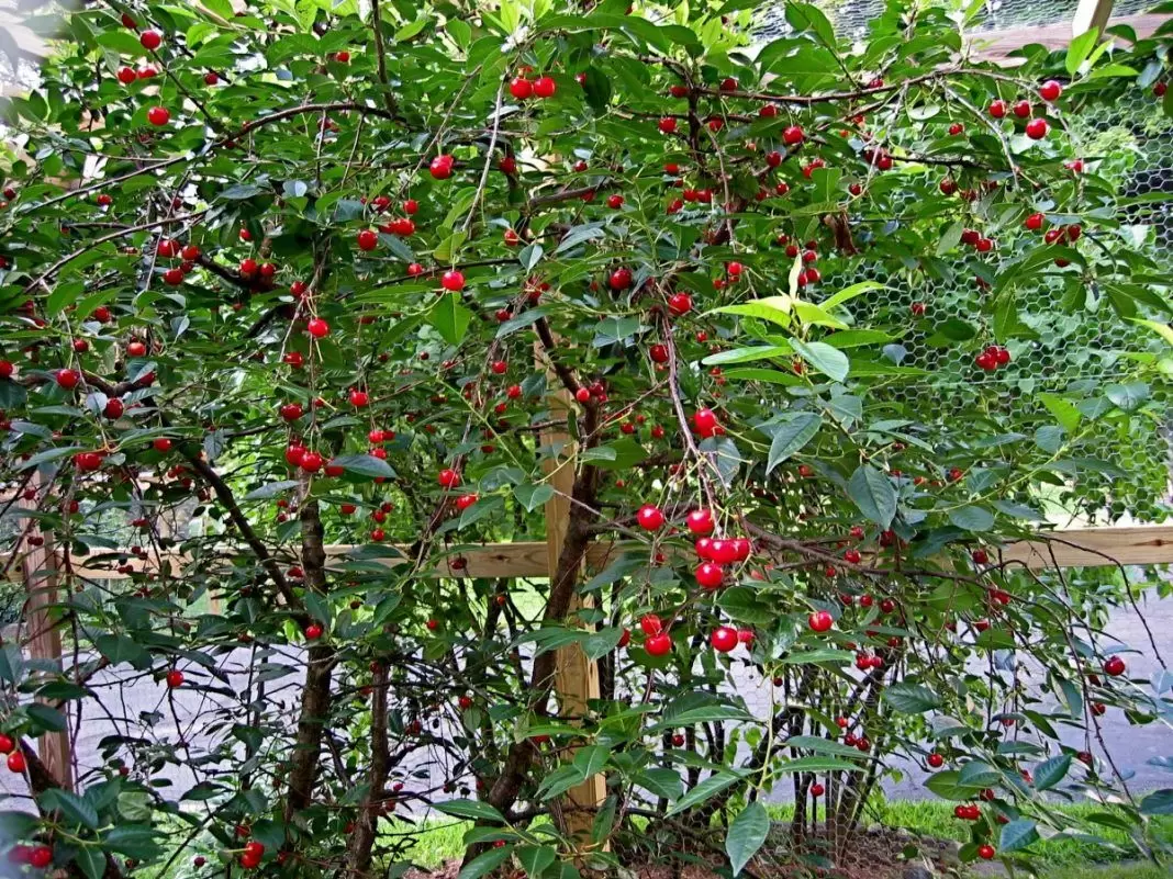 Как эффективнее справиться с порослью вишни и сливы: мифы и реальность