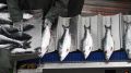 Цены на красную рыбу продолжают колебаться: что происходит на рынке?