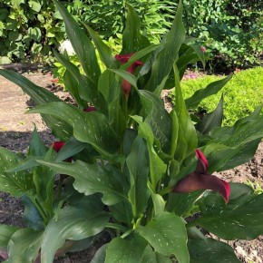 Как правильно ухаживать за каллами: советы для успешного цветения