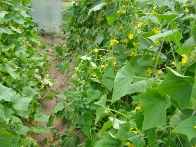 ������������ ������� ������ ������� �� ����: �������� � ���������