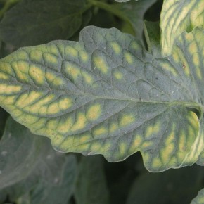 ��� ��������� ������� ����� ��� ������ ������� � ��������� ������� ������