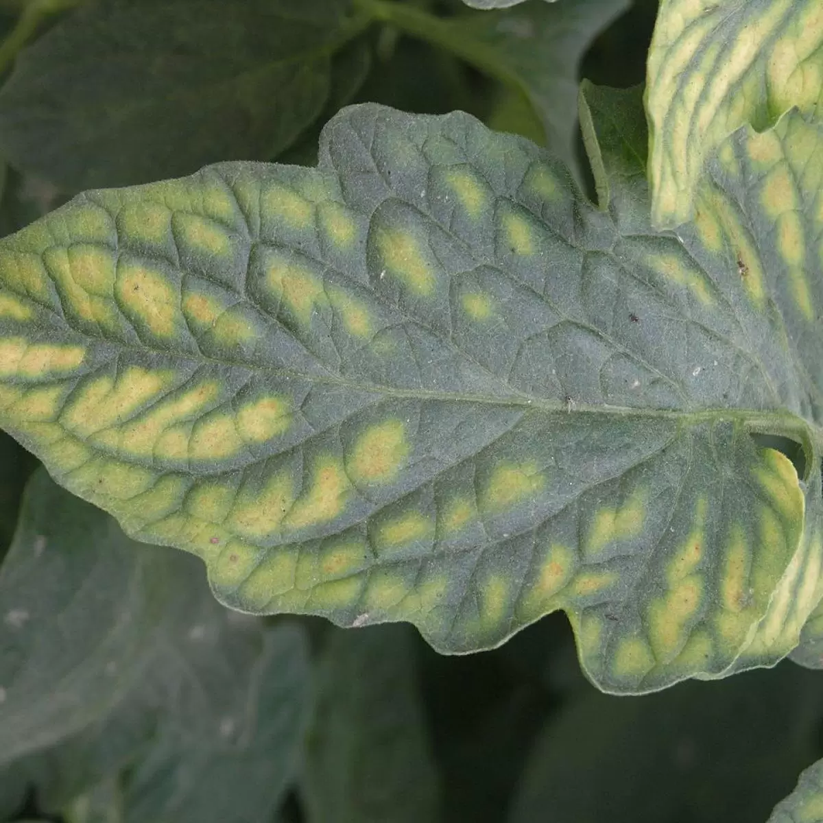 Как правильно выбрать время для посева рассады и вырастить богатый урожай