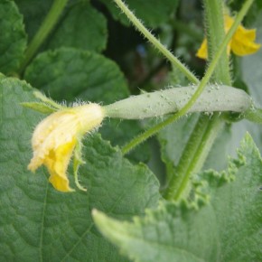 ������ � �������� ������: ������ ����-������ �� ����� �����������