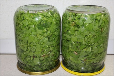 Как заготовить щавель на зиму: простой рецепт для домашних кулинаров