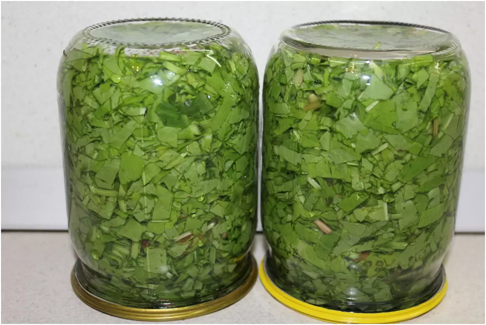 Как заготовить щавель на зиму: простой рецепт для домашних кулинаров