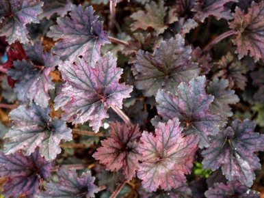 Преобразите свой сад: что сажать после весенних луковичных